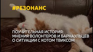 Как в Алтайском крае отреагировали на историю кота Твикса, которого высадили из поезда