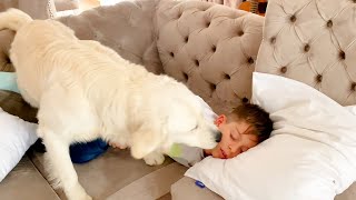 WHY NEED AN ALARM CLOCK WHEN YOU HAVE A GOLDEN RETRIEVER? by Happy Licious 415 views 2 years ago 1 minute, 50 seconds