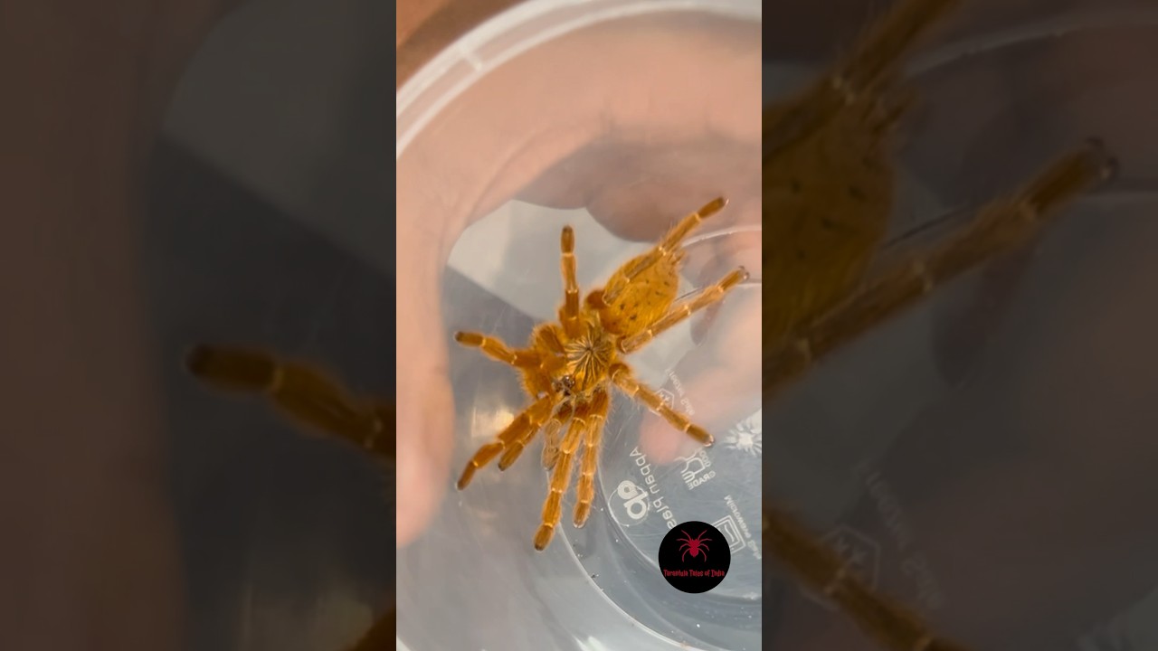 Handling Obt while rehousing - PART 2