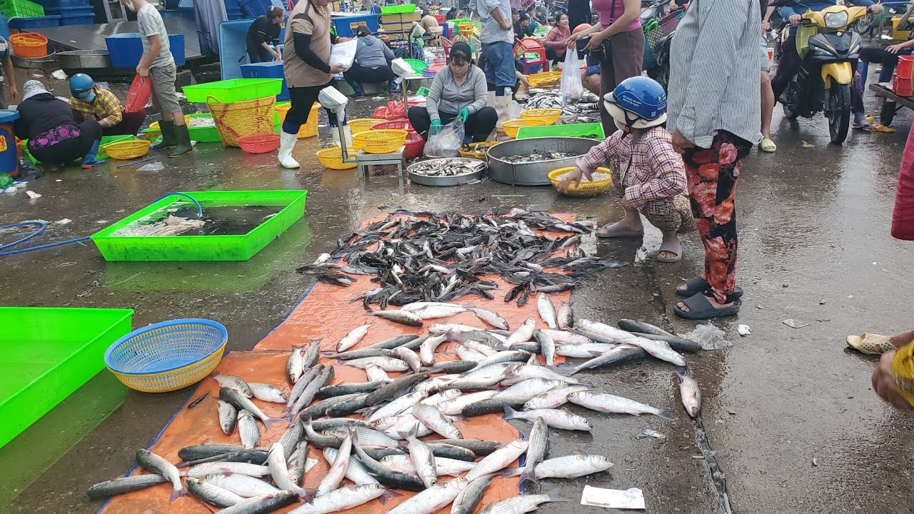 Chợ đầu mối bình điền sáng thứ hai quá ế cá đói 90k cá biển 35k cá phi 20k 
