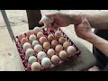 Tenha alta ecloso com esses ovos na chocadeira