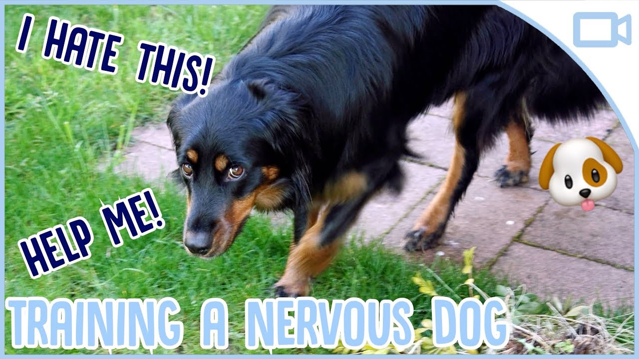 How to Train a Nervous Dog! - YouTube