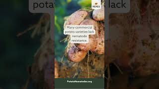 Potato Nematode Management Challenges