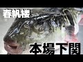 【お取り寄せグルメ】一流の味をご自宅で　本場下関ふぐ「春帆楼」大満足！ふぐづくし