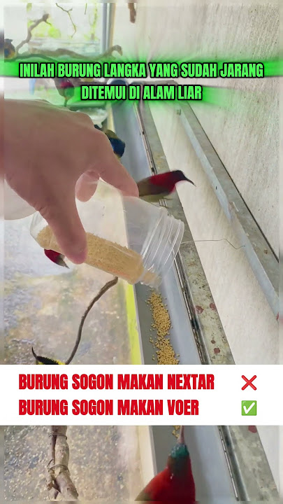 pancingan suara burung Sepah Raja #kicauburunglovebird #burung #mangkicauoffecial #kicaumania