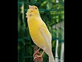 الحل النهائي لمشكلة عدم تغريد ذكر الكناري Canaries Canari Harz طائر الحسون كنارى كناري 