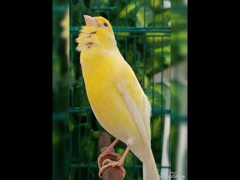 الحل النهائي لمشكلة عدم تغريد ذكر الكناري    طائر الحسون كنارى كناري