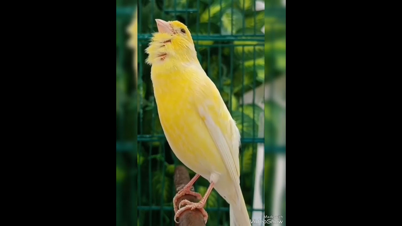الحل النهائي لمشكلة عدم تغريد ذكر الكناري #canaries #canari_harz #طائر_الحسون #كنارى #كناري