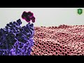 Mathematical Analysis of Cancer Cells Dynamics in a Human Body
