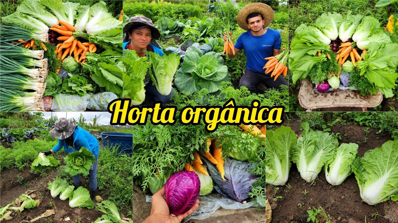 dia de COLHEITA EM NOSSA HORTA ORGÂNICA com chuva e um dia inteiro com a gente na roça