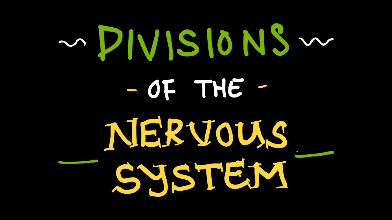 The Divisions of the NERVOUS SYSTEM - YouTube