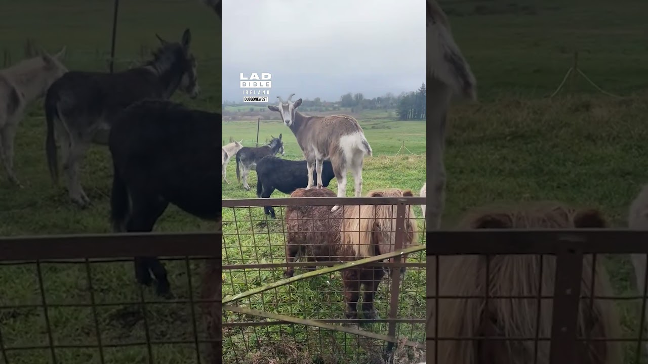 He Interrupted Their Morning Meeting 😂