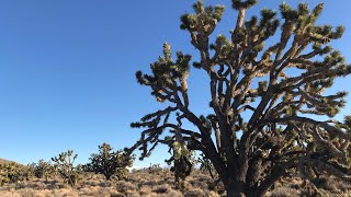 Teutonia Peak Mojave