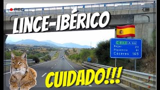 CRUZANDO🚎 a ESPANHA🇪🇸 de VOLTA pra PORTUGAL🇵🇹 #820