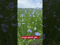 😲🌾💙 Голубое море. Это цветёт лен!