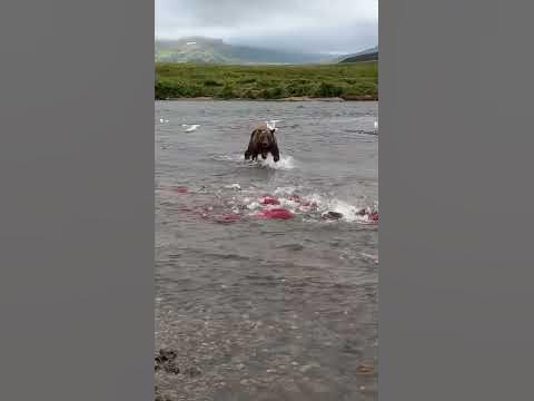 Pandas walk in rivers to prey on fish - YouTube