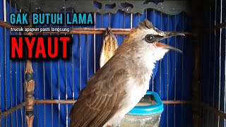 Download Lagu trucukan gacor TARUNG ROPEL PANJANG pancingan trucukan agar bunyi jadikan burung trucuk gacor EMOSI MP3 Download Lagu trucukan gacor TARUNG ROPEL PANJANG pancingan trucukan agar bunyi jadikan burung trucuk gacor EMOSI MP3