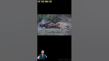 Linh cẩu và sư tử ăn chung với nhau,thật không thể tin nổi. #shortvideo #shorts  #thegioidongvat.