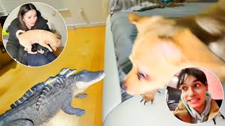 Marcus Dobre &amp; Michelle Koptman | Finally We Saved Our Dog From The Alligator 🐊