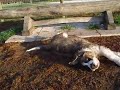 Cutest St  Bernard playing and rolling in mulch HILARIOUS! MUST SEE!