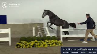 Star Fire van de Vossingers Z