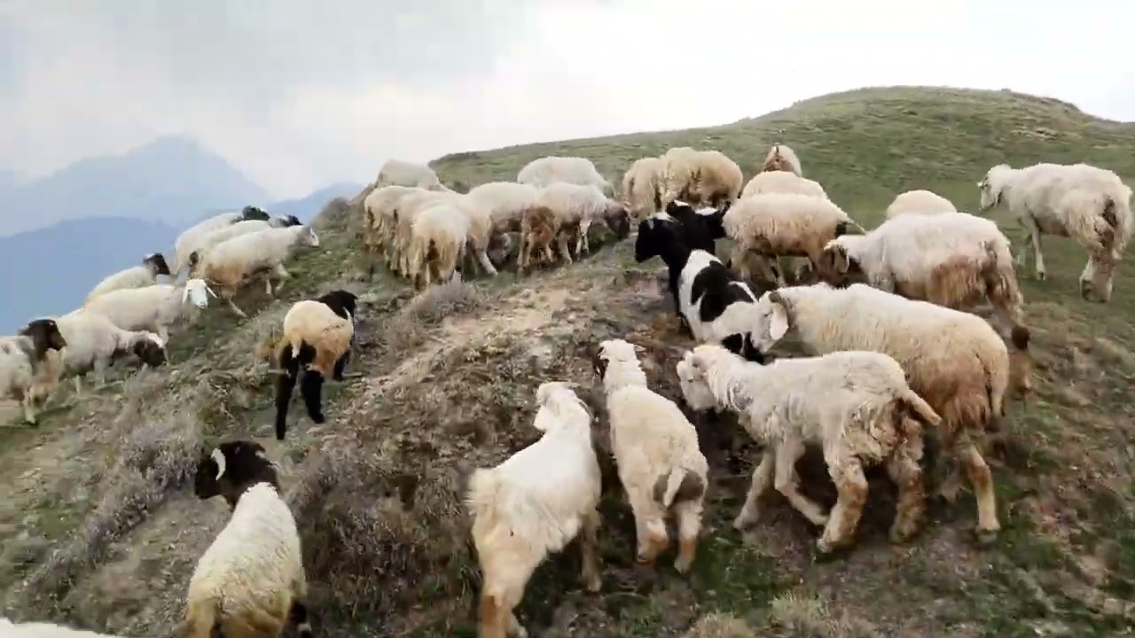 शेर ने  किया भेंस का बुरा हाल🐯🦁🐃🦬🤣😭😭😂👍👍🙏🙏