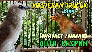 Masteran Trucukan Isian Hwamei Wambi Variatif respon burung anda Jadi Mewah