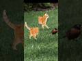 Split Cat Level Easy Comment If You Got It Loop Split Puzzle Cat mp3