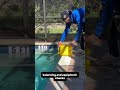Weekly Pool Cleaning Service!  #mypoolrepairs #pool #floridapools #swimmingpool #fypシ #fyp
