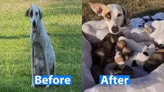 She ran with a heavy belly and was chased away by people after being abandoned just a few days #dog