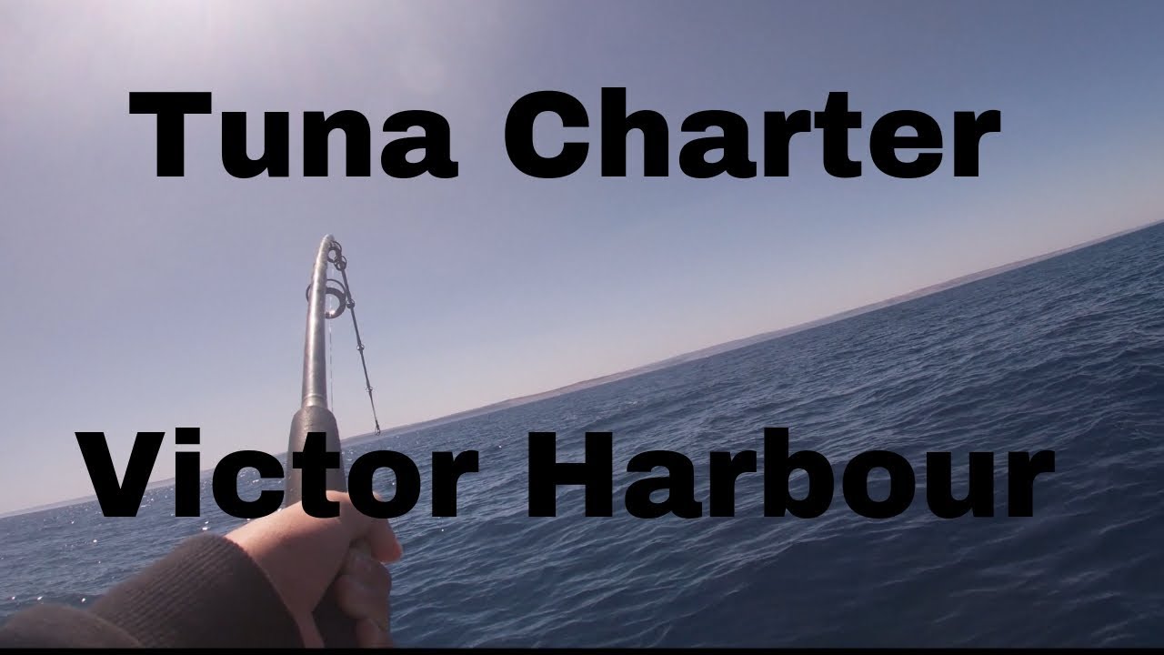 Tuna Charter At Victor Harbour YouTube