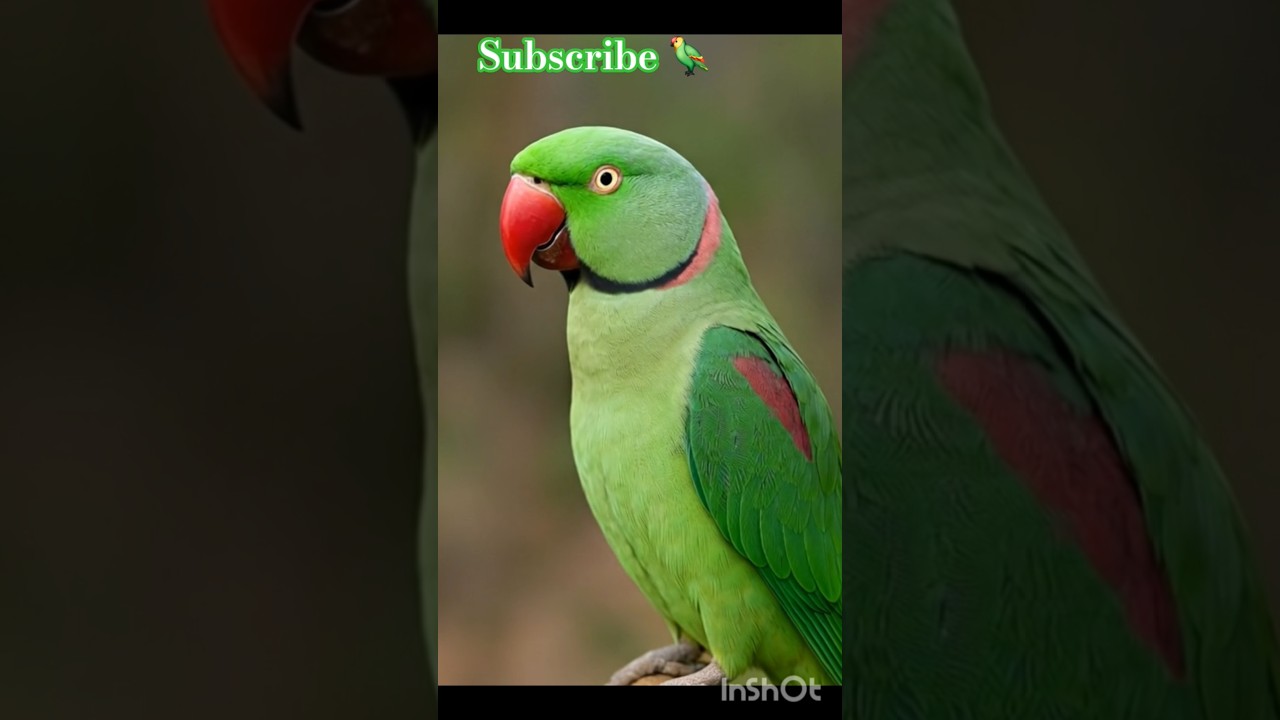 Very Beautiful 💐 parrot 🦜 