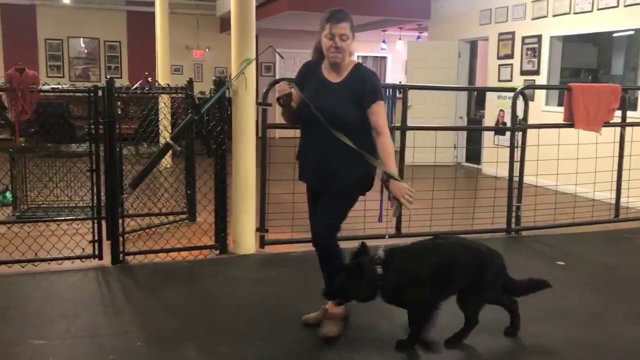 dog trainer in delhi Dog Training | Before video of a brand new one-on-one client | Solid K9 Training Dog Training