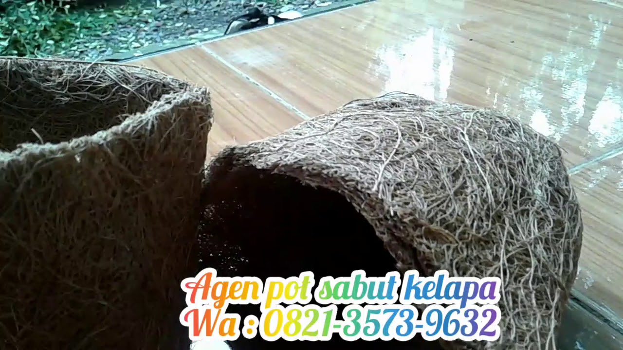  UNIK  WA 0821 3573 9632 Agen Pot  Pot  Sabut Pot  