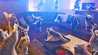 Raccoon Dance Party