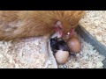 Chick caught on camera! Baby chicken hatching...