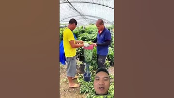 Túi lưới giúp vận chuyển cây đi xa #farming