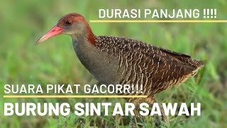 SUARA PIKAT BURUNG SINTAR SAWAH GACOR ‼️‼️‼️