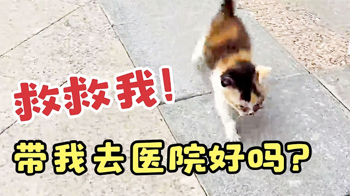 一隻小奶貓趴在門口求救，當聽到帶它去醫院時，它一路小跑緊緊跟隨，求好人心救救它！【#救助 #流浪貓 #喵星人 #貓 #流浪動物救助 #善良 #暖心 #正能量 #真實故事 #動物 #流浪貓救助 】 - 天天要聞