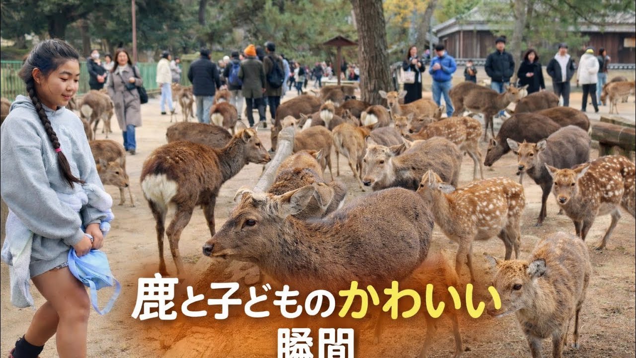 鹿と子どものかわいい瞬間｜奈良公園の癒やし時間