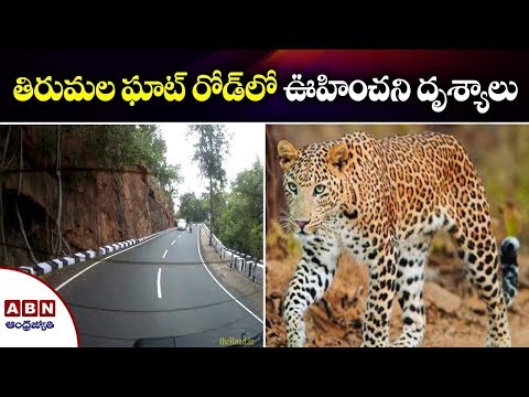 తిరుమల ఘాట్ రోడ్ లో ఊహించని దృశ్యాలు | ABN Telugu