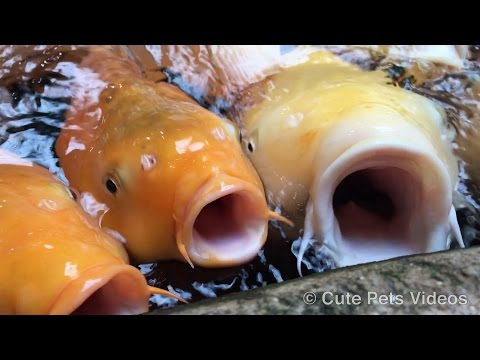 funny-fishes-with-big-mouth-(japanese-koi)