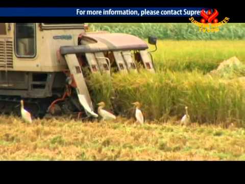 Rice Harvesting: From Fields to Familes (2/2)