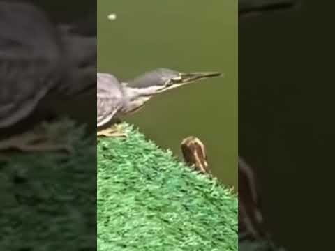 هنا الطائر كان بيحدف خبز علشان يصطاد السمكه وفعلن اصطدها فلب مطمئن