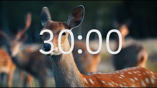 30 Minute Timer With Relaxing Music: Animal Theme