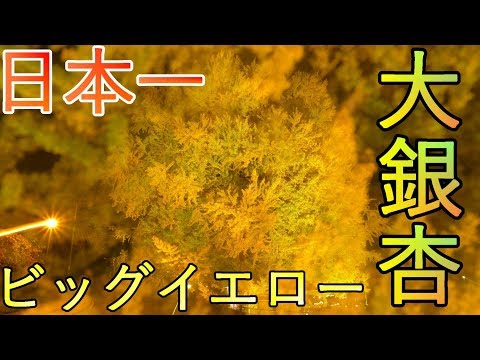 【青森県深浦町】北金ヶ沢の大銀杏 ビッグイエロー【日本一】4K60P 巨樹