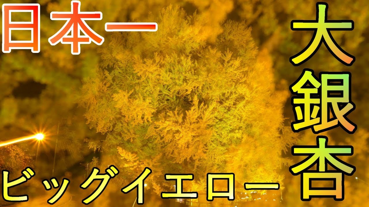 青森県深浦町】北金ヶ沢の大銀杏 ビッグイエロー【日本一】4K60P 巨樹