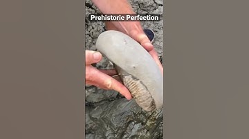 Professional Fossil Hunter’s Unbelievable Fossil Find!🤔#shorts# #ammonite