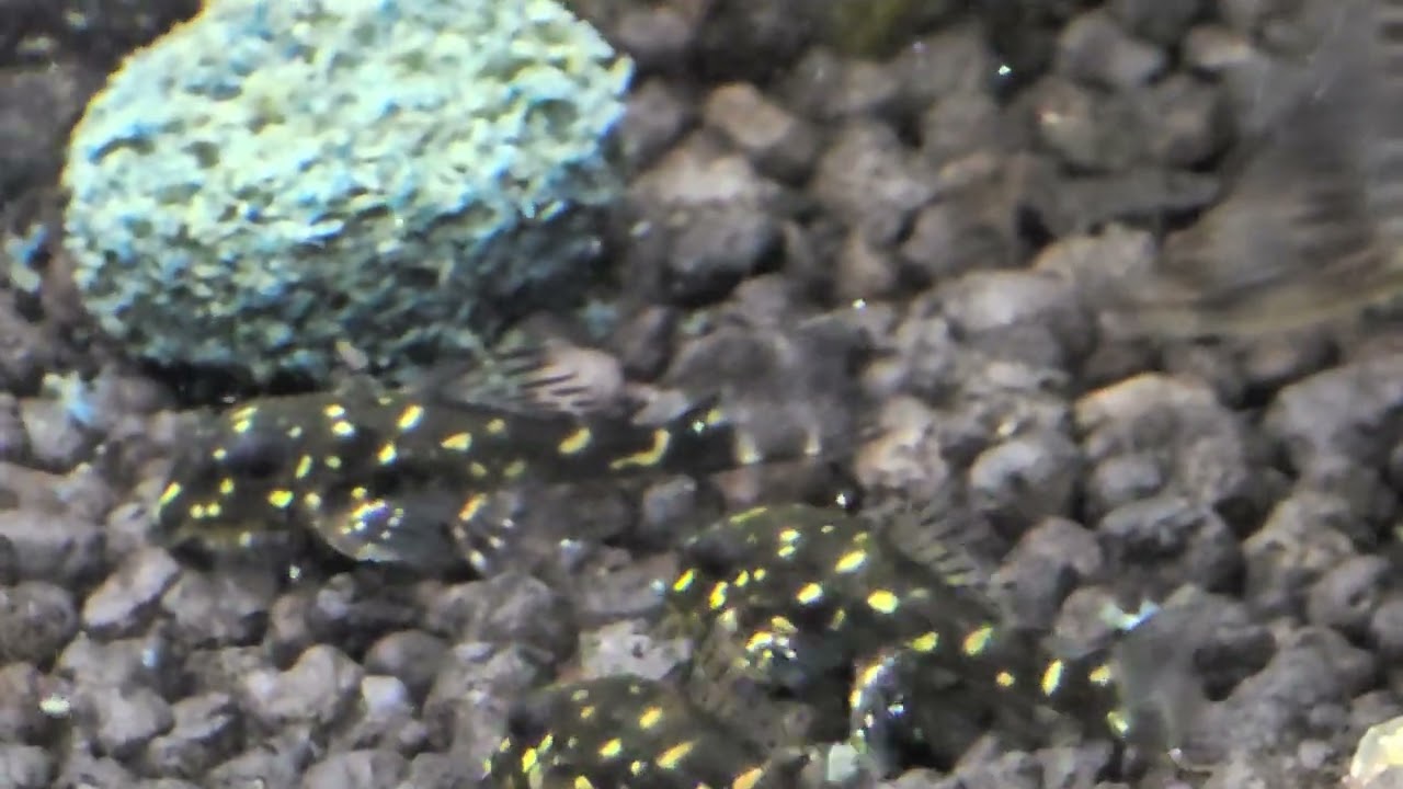 Nachwuchs bei den L201 🥰