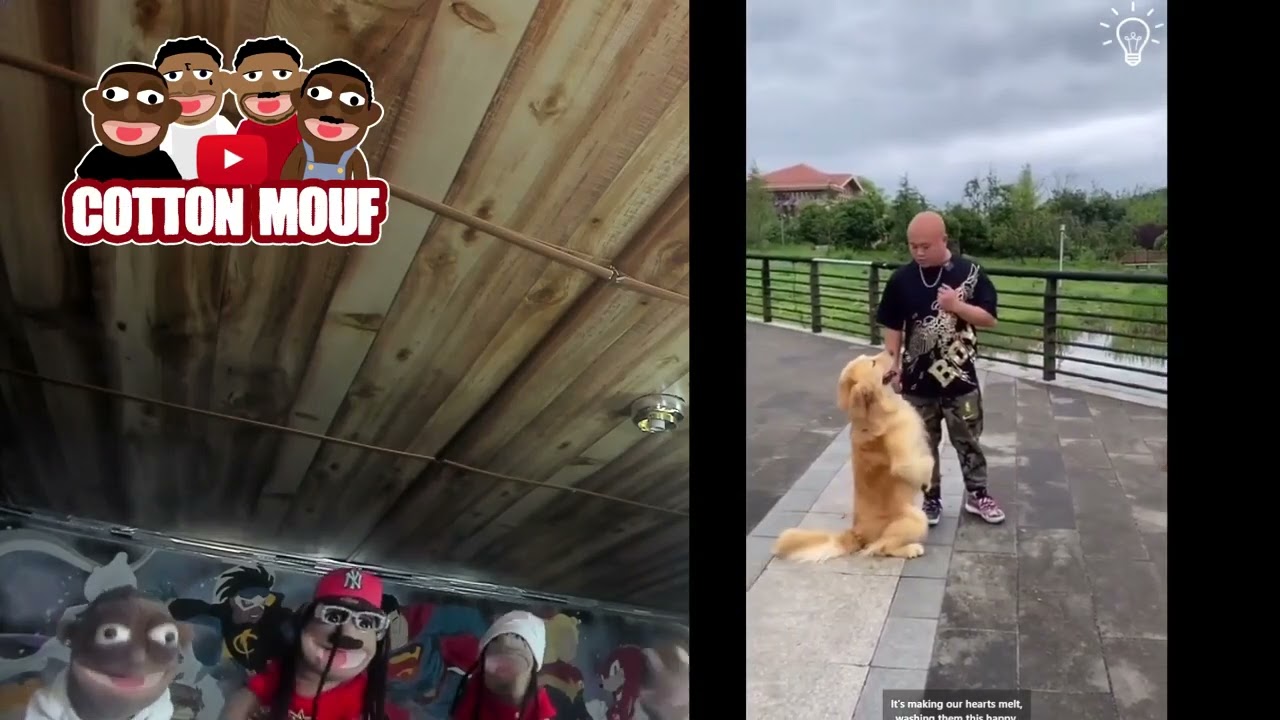 Aggressive Dog Trainer YouTube